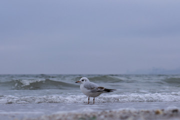 Gannet in Flight over the sea. Spring sea with a seagull and waves
