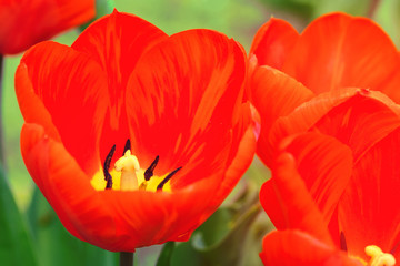 Tulip growing in the garden / bright spring flower bright colors