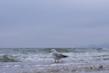 Gannet in Flight over the sea. Spring sea with a seagull and waves