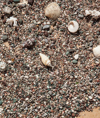 Beach summer background – seashells and sea stars and coralls on the sea pebbles, copy space for text