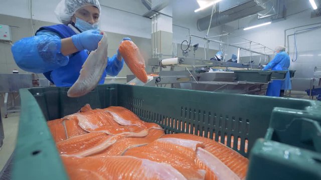 A woman puts fish fillet into a container, close up.