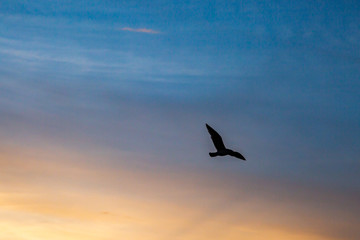 Fototapeta na wymiar A silhouetted bird in flight against a sunset sky