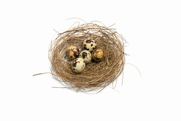 eggs, isolated, background, white