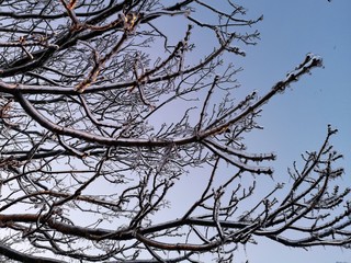 Winter ice storm - Freezing rain over the city. The trees are covered with ice.
