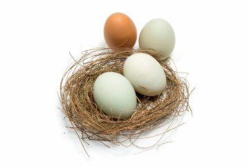 eggs, isolated, background, white