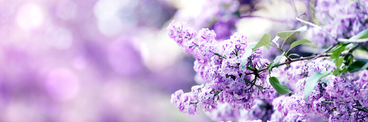 Lilac flowers spring blossom, sunny day light bokeh background  - Powered by Adobe