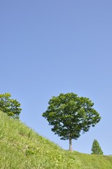 Obraz premium 草原の木立ち