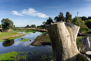 Trunk of fallen high dried tree without leaves and bark on the bank of a narrow river in summer time.