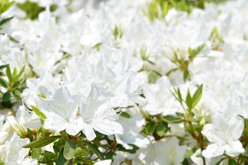 リュウキュウツツジ