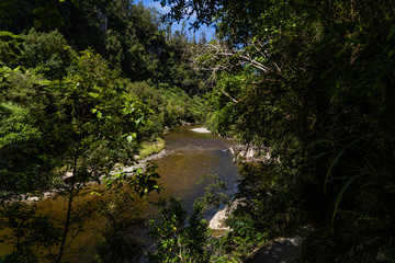 Pororari River track, landscape on the Pororari River Track, new zealand, south island, Wild New Zealand forest or jungle, Catlins, South Island. 