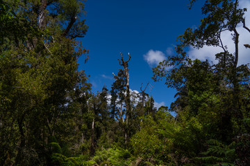 Obraz na płótnie Canvas tree isolated on blue sky background, forrest isolated on blue sky, 