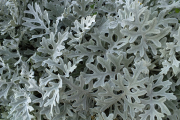 Dusty Miller, Natural floral Cineraria background.