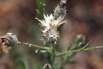 Flor blanca de hierba