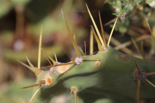 P&uacute;as de cactus