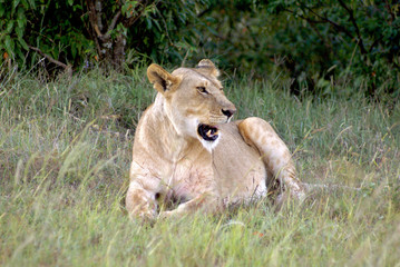 Lioness at Masai Mara national park, Kenya