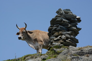 cow mountain