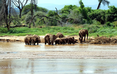 Herd of elephants bathed in a river at Samburu national park, Kenya