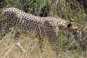 Cheetah at Masai Mara national park, Kenya