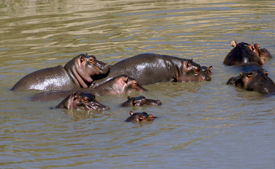 Hippo's family at Masai Mara national park, Kenya