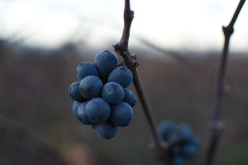 Uvas