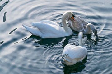 white swan on the lake