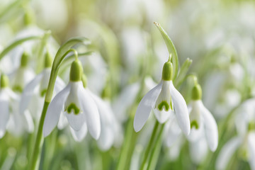 Spring snowdrops flower. Early spring close-up flowers