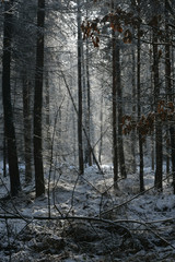 las zimą © amadeusz