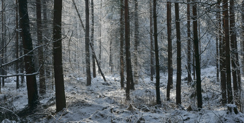 las zimą © amadeusz