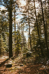 Warm Light through the Forest