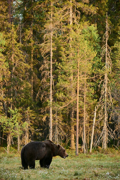 Brown bear (Ursus arctos) in the forest