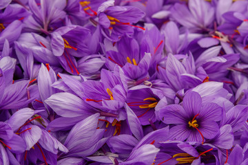 Flowers of saffron after collection. Crocus sativus, commonly known as the "saffron crocus"