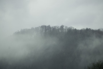 Fototapeta na wymiar Schwarzwald im nebel