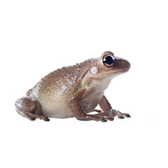 Cuban Treefrog (Osteopilus septentrionalis) in profile.  Isolated on white background