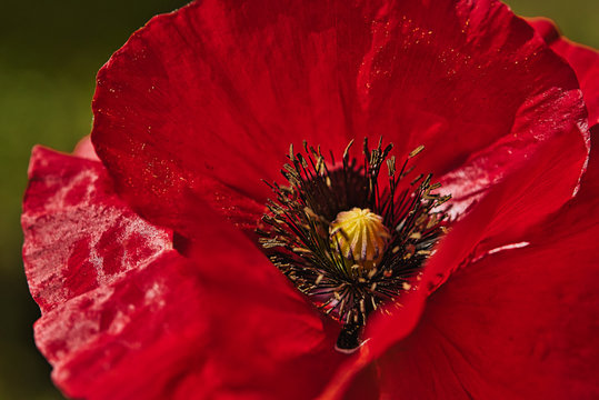 Close up of a Bright Red breadseed Poppy Flower in the wind on a green spring garden. Gentle movements in the breeze. Opium Poppy (Papaver Somniferum).