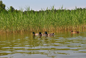 Kaczki  © Agnieszka