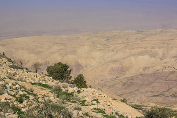 dry desert scenic Middle East environment landscape with trees on dunes and foggy background...