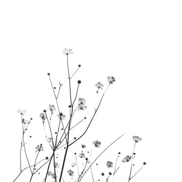 Meadow florets on a white background. Black and white photo