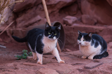 funny posing black and white cat portrait with company of his friend in yellow and brown outdoor south nature environment 