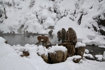 Monkey in Nagano Prefecture of Japan