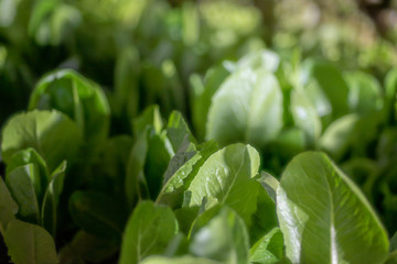 Close up green vegetable.