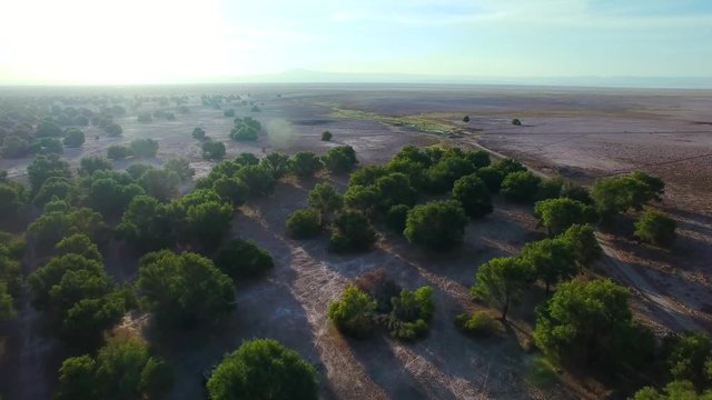 Close in on pine rows at oasis in the north of Chile, San Pedro de Atacama region.