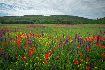 Spring flowers in field. Beautiful landscape. Composition of nature