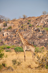 Lonely giraffe in the savannah.