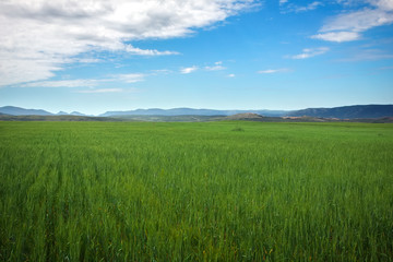 Beautiful spring landscape with green field and blue cloudy sky.