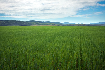 Beautiful spring landscape with green field and blue cloudy sky.