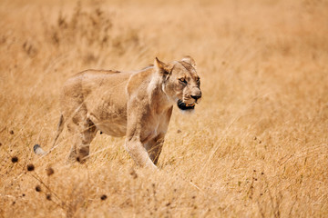 Wonderful lioness walks in the savannah.