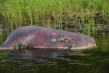 a dead moose in the water
