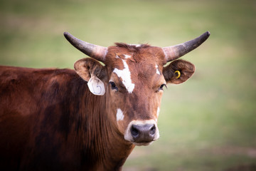 Longhorn cattle 