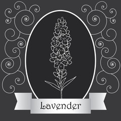 Vector illustration of lavender on a black background-06