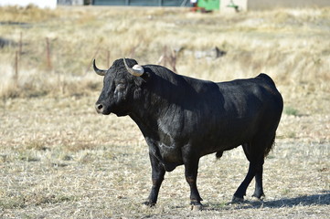 toro en españa
